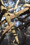 Dried Blue Flower Terrarium Globe Necklace - Lolita Collective